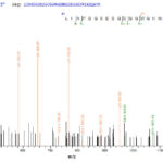 SEQUEST analysis of LC MS/MS spectra obtained from a run with QP8192 identified a match between this protein and the spectra of a peptide sequence that matches a region of N-acetyl-D-glucosamine kinase.