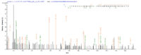 SEQUEST analysis of LC MS/MS spectra obtained from a run with QP8192 identified a match between this protein and the spectra of a peptide sequence that matches a region of N-acetyl-D-glucosamine kinase.