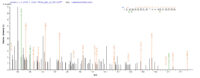 Additional SEQUEST analysis of the LC MS/MS spectra from QP8192 identified an additional between this protein and the spectra of another peptide sequence that matches a region of N-acetyl-D-glucosamine kinase confirming successful recombinant synthesis.