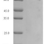 SDS-PAGE separation of QP8195 followed by commassie total protein stain results in a primary band consistent with reported data for Gasdermin-C. These data demonstrate Greater than 90% as determined by SDS-PAGE.