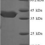 SDS-PAGE separation of QP8197 followed by commassie total protein stain results in a primary band consistent with reported data for CUE domain-containing protein 2. These data demonstrate Greater than 90% as determined by SDS-PAGE.