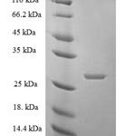 SDS-PAGE separation of QP8203 followed by commassie total protein stain results in a primary band consistent with reported data for DNA-directed RNA polymerase I subunit RPA12. These data demonstrate Greater than 90% as determined by SDS-PAGE.