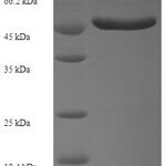 SDS-PAGE separation of QP8204 followed by commassie total protein stain results in a primary band consistent with reported data for Cdc42 / Rac. These data demonstrate Greater than 90% as determined by SDS-PAGE.