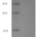 SDS-PAGE separation of QP8205 followed by commassie total protein stain results in a primary band consistent with reported data for Peptidylarginine deiminase. These data demonstrate Greater than 90% as determined by SDS-PAGE.