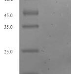 SDS-PAGE separation of QP8210 followed by commassie total protein stain results in a primary band consistent with reported data for Glutaminase liver isoform