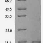 SDS-PAGE separation of QP8212 followed by commassie total protein stain results in a primary band consistent with reported data for Thioredoxin domain-containing protein 12. These data demonstrate Greater than 90% as determined by SDS-PAGE.