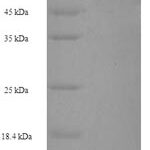 SDS-PAGE separation of QP8216 followed by commassie total protein stain results in a primary band consistent with reported data for Spermatogenesis-defective protein 39 homolog. These data demonstrate Greater than 90% as determined by SDS-PAGE.