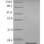 SDS-PAGE separation of QP8219 followed by commassie total protein stain results in a primary band consistent with reported data for SIGIRR / TIR8. These data demonstrate Greater than 90% as determined by SDS-PAGE.