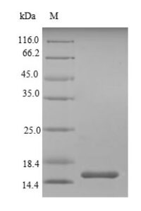 SDS-PAGE separation of QP8219 followed by commassie total protein stain results in a primary band consistent with reported data for SIGIRR / TIR8. These data demonstrate Greater than 90% as determined by SDS-PAGE.