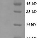 SDS-PAGE separation of QP8224 followed by commassie total protein stain results in a primary band consistent with reported data for E3 ubiquitin-protein ligase RAD18. These data demonstrate Greater than 90% as determined by SDS-PAGE.