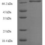 SDS-PAGE separation of QP8226 followed by commassie total protein stain results in a primary band consistent with reported data for Notchless protein homolog 1. These data demonstrate Greater than 90% as determined by SDS-PAGE.