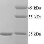 SDS-PAGE separation of QP8233 followed by commassie total protein stain results in a primary band consistent with reported data for HN-1 / ARM2. These data demonstrate Greater than 90% as determined by SDS-PAGE.