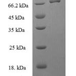 SDS-PAGE separation of QP8234 followed by commassie total protein stain results in a primary band consistent with reported data for BAG family molecular chaperone regulator 5. These data demonstrate Greater than 90% as determined by SDS-PAGE.