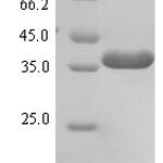 SDS-PAGE separation of QP8236 followed by commassie total protein stain results in a primary band consistent with reported data for E3 ubiquitin-protein ligase ZNRF3. These data demonstrate Greater than 90% as determined by SDS-PAGE.