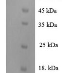 SDS-PAGE separation of QP8237 followed by commassie total protein stain results in a primary band consistent with reported data for Cell division cycle protein 23 homolog. These data demonstrate Greater than 90% as determined by SDS-PAGE.