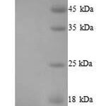 SDS-PAGE separation of QP8239 followed by commassie total protein stain results in a primary band consistent with reported data for Protein-arginine deiminase type-1. These data demonstrate Greater than 90% as determined by SDS-PAGE.