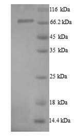 SDS-PAGE separation of QP8239 followed by commassie total protein stain results in a primary band consistent with reported data for Protein-arginine deiminase type-1. These data demonstrate Greater than 90% as determined by SDS-PAGE.