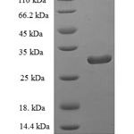 SDS-PAGE separation of QP8240 followed by commassie total protein stain results in a primary band consistent with reported data for PLA2G2D / Phospholipase A2 IID. These data demonstrate Greater than 90% as determined by SDS-PAGE.