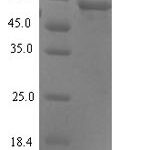 SDS-PAGE separation of QP8241 followed by commassie total protein stain results in a primary band consistent with reported data for Syncytin-1. These data demonstrate Greater than 90% as determined by SDS-PAGE.