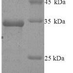 SDS-PAGE separation of QP8243 followed by commassie total protein stain results in a primary band consistent with reported data for AGO2 / Argonaute 2 / EIF2C2. These data demonstrate Greater than 80% as determined by SDS-PAGE.