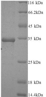 SDS-PAGE separation of QP8243 followed by commassie total protein stain results in a primary band consistent with reported data for AGO2 / Argonaute 2 / EIF2C2. These data demonstrate Greater than 80% as determined by SDS-PAGE.