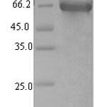 SDS-PAGE separation of QP8244 followed by commassie total protein stain results in a primary band consistent with reported data for Long-chain-fatty-acid--CoA ligase 5. These data demonstrate Greater than 90% as determined by SDS-PAGE.