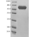 SDS-PAGE separation of QP8249 followed by commassie total protein stain results in a primary band consistent with reported data for Minpp1. These data demonstrate Greater than 90% as determined by SDS-PAGE.