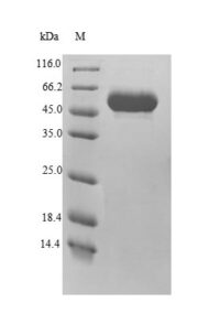 SDS-PAGE separation of QP8249 followed by commassie total protein stain results in a primary band consistent with reported data for Minpp1. These data demonstrate Greater than 90% as determined by SDS-PAGE.