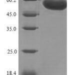 SDS-PAGE separation of QP8251 followed by commassie total protein stain results in a primary band consistent with reported data for F-box / LRR-repeat protein 2. These data demonstrate Greater than 90% as determined by SDS-PAGE.