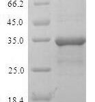 SDS-PAGE separation of QP8252 followed by commassie total protein stain results in a primary band consistent with reported data for Malignant T-cell-amplified sequence 1. These data demonstrate Greater than 90% as determined by SDS-PAGE.