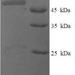 SDS-PAGE separation of QP8253 followed by commassie total protein stain results in a primary band consistent with reported data for Probable dimethyladenosine transferase. These data demonstrate Greater than 90% as determined by SDS-PAGE.