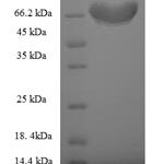 SDS-PAGE separation of QP8256 followed by commassie total protein stain results in a primary band consistent with reported data for Fizzy-related protein homolog. These data demonstrate Greater than 90% as determined by SDS-PAGE.