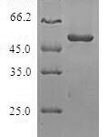 SDS-PAGE separation of QP8259 followed by commassie total protein stain results in a primary band consistent with reported data for Origin recognition complex subunit 6. These data demonstrate Greater than 80% as determined by SDS-PAGE.