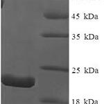 SDS-PAGE separation of QP8263 followed by commassie total protein stain results in a primary band consistent with reported data for IL-18 / IL-1F4. These data demonstrate Greater than 90% as determined by SDS-PAGE.