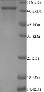 SDS-PAGE separation of QP8266 followed by commassie total protein stain results in a primary band consistent with reported data for Protein-arginine deiminase type-2. These data demonstrate Greater than 90% as determined by SDS-PAGE.