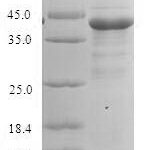 SDS-PAGE separation of QP8269 followed by commassie total protein stain results in a primary band consistent with reported data for PPIAL4A. These data demonstrate Greater than 90% as determined by SDS-PAGE.