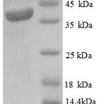 SDS-PAGE separation of QP8280 followed by commassie total protein stain results in a primary band consistent with reported data for TIM16. These data demonstrate Greater than 90% as determined by SDS-PAGE.