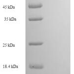 SDS-PAGE separation of QP8283 followed by commassie total protein stain results in a primary band consistent with reported data for Actin-like protein 7A. These data demonstrate Greater than 90% as determined by SDS-PAGE.