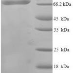 SDS-PAGE separation of QP8285 followed by commassie total protein stain results in a primary band consistent with reported data for USH1C. These data demonstrate Greater than 90% as determined by SDS-PAGE.