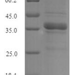 SDS-PAGE separation of QP8287 followed by commassie total protein stain results in a primary band consistent with reported data for NIP7 homolog. These data demonstrate Greater than 90% as determined by SDS-PAGE.