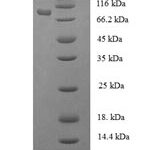 SDS-PAGE separation of QP8288 followed by commassie total protein stain results in a primary band consistent with reported data for Phenylalanine--tRNA ligase alpha subunit. These data demonstrate Greater than 90% as determined by SDS-PAGE.