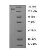 SDS-PAGE separation of QP8288 followed by commassie total protein stain results in a primary band consistent with reported data for Phenylalanine--tRNA ligase alpha subunit. These data demonstrate Greater than 90% as determined by SDS-PAGE.