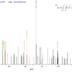 SEQUEST analysis of LC MS/MS spectra obtained from a run with QP8294 identified a match between this protein and the spectra of a peptide sequence that matches a region of Capsid protein.