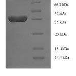 SDS-PAGE separation of QP8298 followed by commassie total protein stain results in a primary band consistent with reported data for BLyS / TNFSF13B / BAFF. These data demonstrate Greater than 90% as determined by SDS-PAGE.