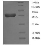 SDS-PAGE separation of QP8298 followed by commassie total protein stain results in a primary band consistent with reported data for BLyS / TNFSF13B / BAFF. These data demonstrate Greater than 90% as determined by SDS-PAGE.