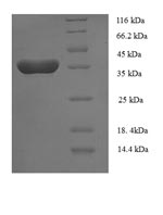 SDS-PAGE separation of QP8298 followed by commassie total protein stain results in a primary band consistent with reported data for BLyS / TNFSF13B / BAFF. These data demonstrate Greater than 90% as determined by SDS-PAGE.