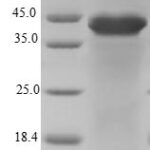 SDS-PAGE separation of QP8299 followed by commassie total protein stain results in a primary band consistent with reported data for FAM96B. These data demonstrate Greater than 80% as determined by SDS-PAGE.