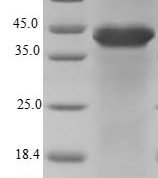 SDS-PAGE separation of QP8299 followed by commassie total protein stain results in a primary band consistent with reported data for FAM96B. These data demonstrate Greater than 80% as determined by SDS-PAGE.