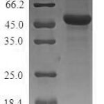 SDS-PAGE separation of QP8300 followed by commassie total protein stain results in a primary band consistent with reported data for Mitochondrial ornithine transporter 1. These data demonstrate Greater than 80% as determined by SDS-PAGE.