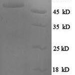 SDS-PAGE separation of QP8312 followed by commassie total protein stain results in a primary band consistent with reported data for Serine / arginine-rich splicing factor 9. These data demonstrate Greater than 90% as determined by SDS-PAGE.